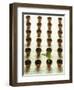 Rows of Pots and One Plant-Colin Anderson-Framed Photographic Print