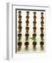 Rows of Pots and One Plant-Colin Anderson-Framed Photographic Print