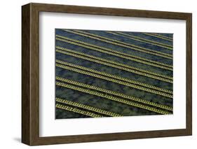 Rows of racks used in oyster farming at high tide, Ile de Re, Charente-Maritime, France, July 2017.-Loic Poidevin-Framed Photographic Print