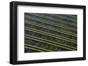 Rows of racks used in oyster farming at high tide, Ile de Re, Charente-Maritime, France, July 2017.-Loic Poidevin-Framed Photographic Print