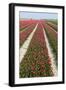 Rows of Red and White Tulips-tpzijl-Framed Photographic Print