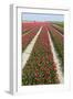 Rows of Red and White Tulips-tpzijl-Framed Photographic Print