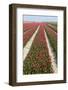 Rows of Red and White Tulips-tpzijl-Framed Photographic Print