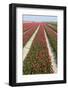 Rows of Red and White Tulips-tpzijl-Framed Photographic Print