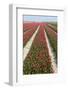 Rows of Red and White Tulips-tpzijl-Framed Photographic Print