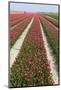 Rows of Red and White Tulips-tpzijl-Mounted Photographic Print
