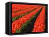 Rows of Red Tulips in Bloom in Skagit Valley-Terry Eggers-Framed Stretched Canvas