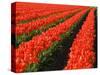 Rows of Red Tulips in Bloom in Skagit Valley-Terry Eggers-Stretched Canvas