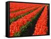 Rows of Red Tulips in Bloom in Skagit Valley-Terry Eggers-Framed Stretched Canvas