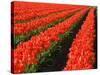 Rows of Red Tulips in Bloom in Skagit Valley-Terry Eggers-Stretched Canvas