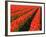 Rows of Red Tulips in Bloom in Skagit Valley-Terry Eggers-Framed Photographic Print