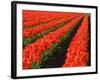 Rows of Red Tulips in Bloom in Skagit Valley-Terry Eggers-Framed Photographic Print