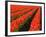 Rows of Red Tulips in Bloom in Skagit Valley-Terry Eggers-Framed Photographic Print