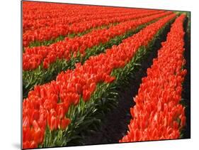 Rows of Red Tulips in Bloom in Skagit Valley-Terry Eggers-Mounted Photographic Print