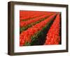 Rows of Red Tulips in Bloom in Skagit Valley-Terry Eggers-Framed Photographic Print