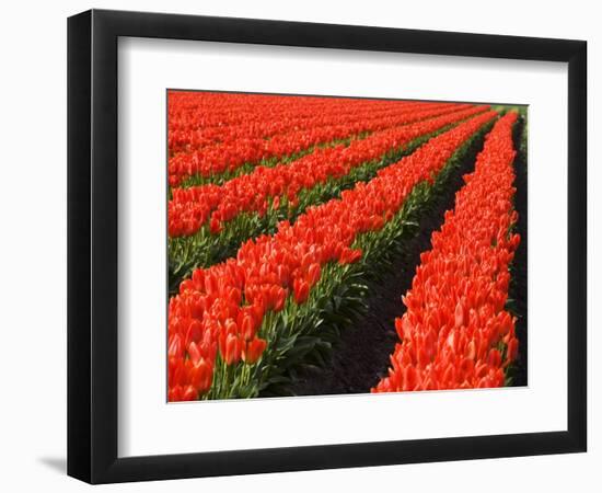 Rows of Red Tulips in Bloom in Skagit Valley-Terry Eggers-Framed Photographic Print