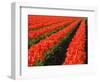 Rows of Red Tulips in Bloom in Skagit Valley-Terry Eggers-Framed Photographic Print