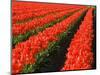 Rows of Red Tulips in Bloom in Skagit Valley-Terry Eggers-Mounted Photographic Print