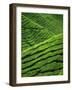 Rows of Tea Bushes at the Sungai Palas Estate in the Cameron Highlands in Perak Province, Malaysia-Robert Francis-Framed Photographic Print