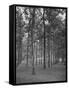 Rows of Trees-David Scherman-Framed Stretched Canvas