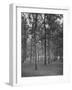 Rows of Trees-David Scherman-Framed Photographic Print