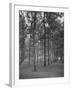 Rows of Trees-David Scherman-Framed Photographic Print