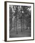 Rows of Trees-David Scherman-Framed Photographic Print