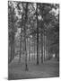 Rows of Trees-David Scherman-Mounted Photographic Print
