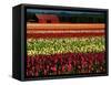 Rows of Tulips at DeGoede's Bulb Farm-John McAnulty-Framed Stretched Canvas