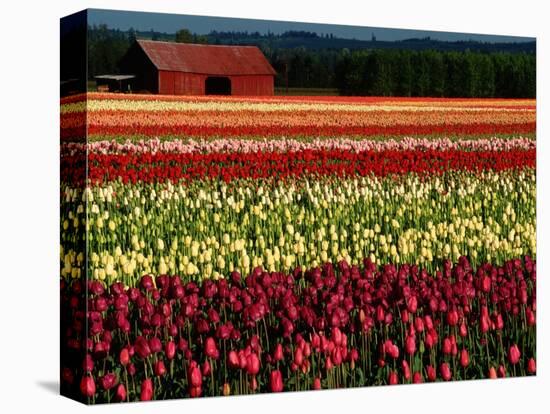 Rows of Tulips at DeGoede's Bulb Farm-John McAnulty-Stretched Canvas