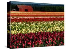 Rows of Tulips at DeGoede's Bulb Farm-John McAnulty-Stretched Canvas