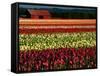 Rows of Tulips at DeGoede's Bulb Farm-John McAnulty-Framed Stretched Canvas