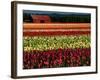 Rows of Tulips at DeGoede's Bulb Farm-John McAnulty-Framed Photographic Print