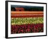 Rows of Tulips at DeGoede's Bulb Farm-John McAnulty-Framed Photographic Print