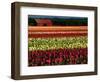 Rows of Tulips at DeGoede's Bulb Farm-John McAnulty-Framed Photographic Print