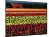 Rows of Tulips at DeGoede's Bulb Farm-John McAnulty-Mounted Photographic Print