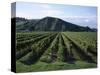 Rows of Vines in Vineyard, Gisborne, East Coast, North Island, New Zealand-D H Webster-Stretched Canvas