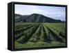 Rows of Vines in Vineyard, Gisborne, East Coast, North Island, New Zealand-D H Webster-Framed Stretched Canvas