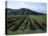 Rows of Vines in Vineyard, Gisborne, East Coast, North Island, New Zealand-D H Webster-Stretched Canvas