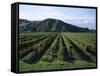 Rows of Vines in Vineyard, Gisborne, East Coast, North Island, New Zealand-D H Webster-Framed Stretched Canvas