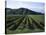 Rows of Vines in Vineyard, Gisborne, East Coast, North Island, New Zealand-D H Webster-Stretched Canvas