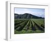 Rows of Vines in Vineyard, Gisborne, East Coast, North Island, New Zealand-D H Webster-Framed Photographic Print