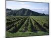 Rows of Vines in Vineyard, Gisborne, East Coast, North Island, New Zealand-D H Webster-Mounted Photographic Print