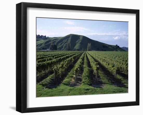 Rows of Vines in Vineyard, Gisborne, East Coast, North Island, New Zealand-D H Webster-Framed Photographic Print