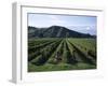 Rows of Vines in Vineyard, Gisborne, East Coast, North Island, New Zealand-D H Webster-Framed Photographic Print