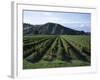 Rows of Vines in Vineyard, Gisborne, East Coast, North Island, New Zealand-D H Webster-Framed Photographic Print