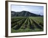 Rows of Vines in Vineyard, Gisborne, East Coast, North Island, New Zealand-D H Webster-Framed Photographic Print