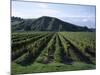 Rows of Vines in Vineyard, Gisborne, East Coast, North Island, New Zealand-D H Webster-Mounted Photographic Print