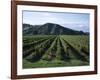 Rows of Vines in Vineyard, Gisborne, East Coast, North Island, New Zealand-D H Webster-Framed Photographic Print