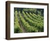 Rows of Vines, Provence, France-Jean Brooks-Framed Photographic Print